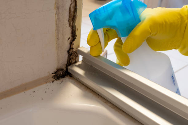 Best Residential Mold Remediation in Colfax, IA