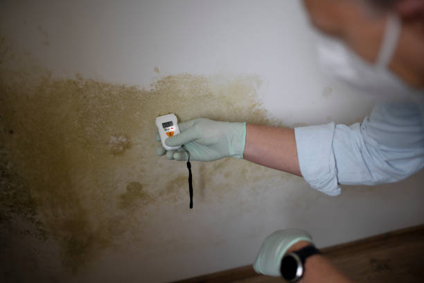 Professional Mold Remediation in Colfax, IA